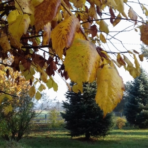 Fotografia Piotra K. - "Jesienny park"