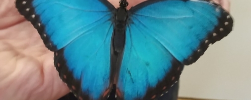 W kolorowym świecie motyli-warsztaty edukacyjno - przyrodnicze z motylami egzotycznymi – Motylarnia w Lublinie.